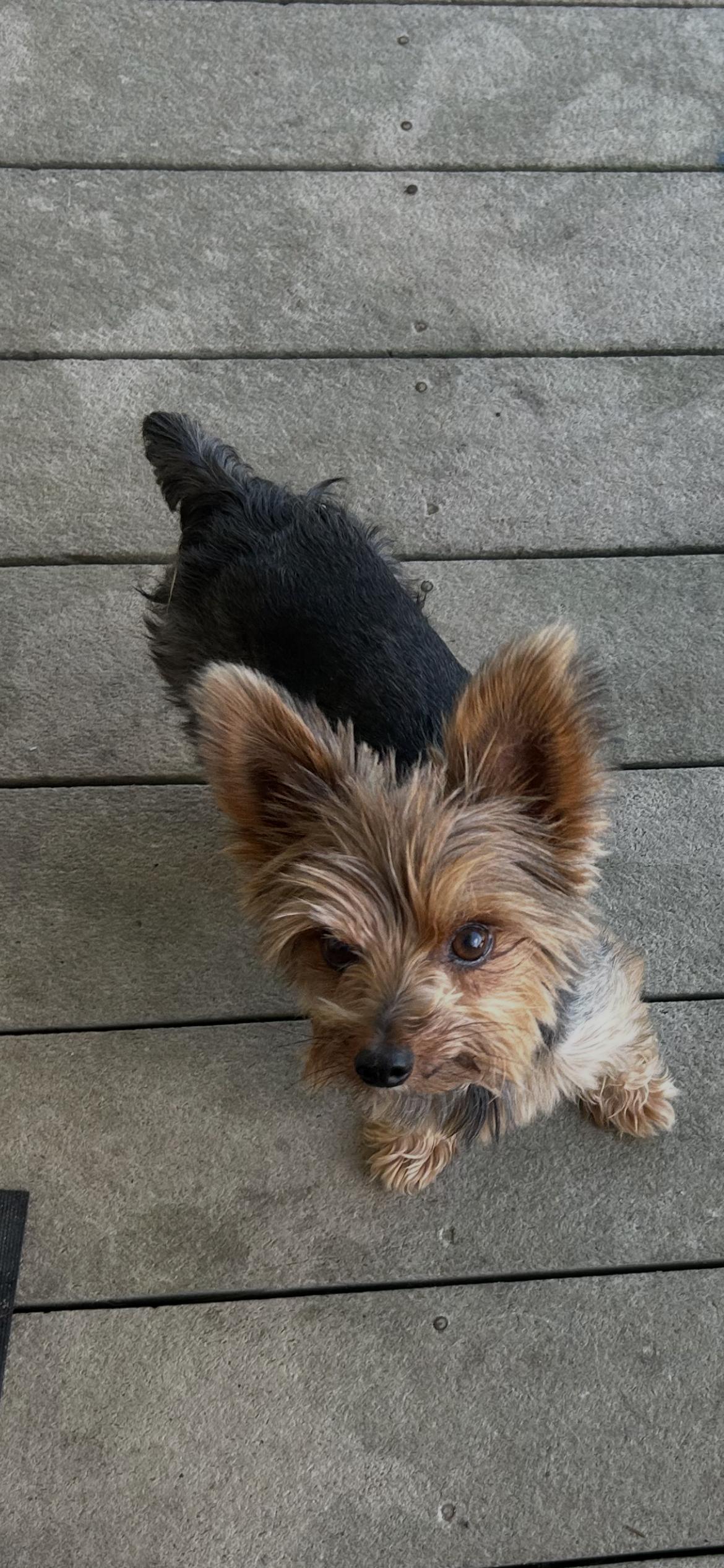 Enlarge Ryder, a Adopted Yorkshire Terrier in Douglas, GA image 2/2