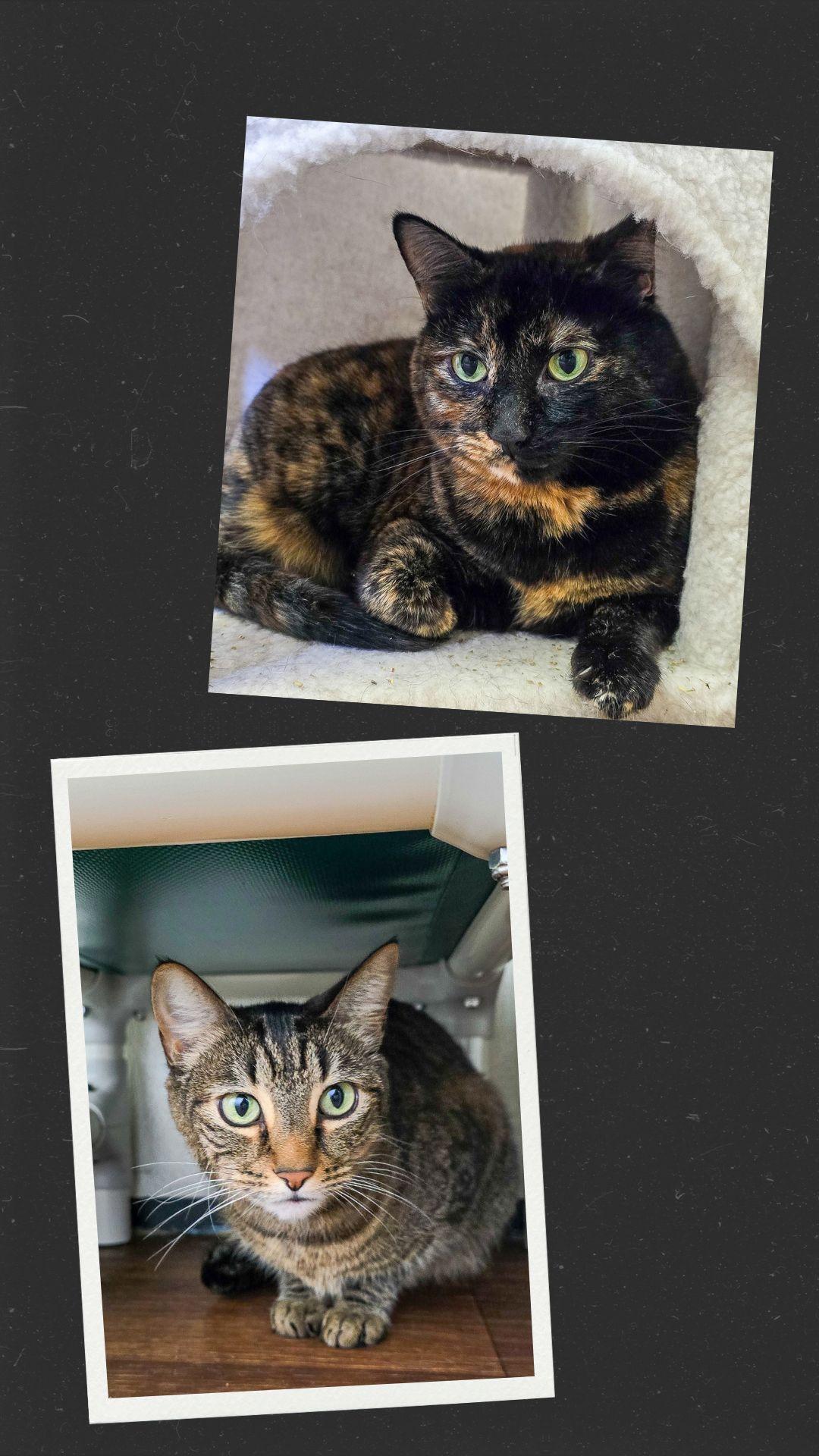 Shelley & Seah, an adoptable Domestic Short Hair in Prineville, OR, 97754 | Photo Image 1