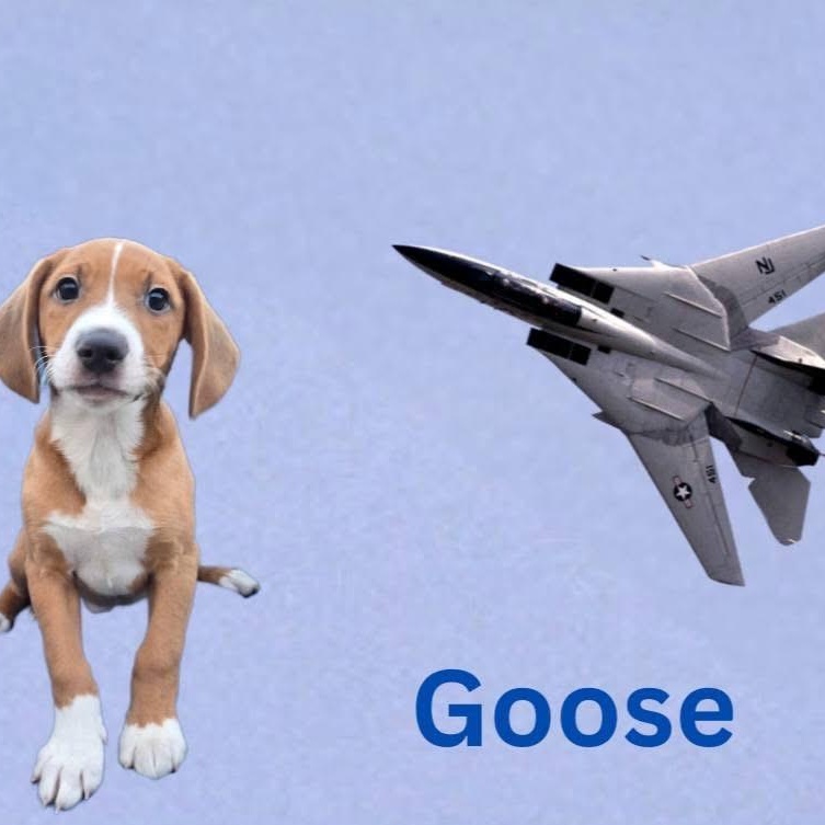 Enlarge Goose, an adopted mixed breed in Joliet, IL image 1/1