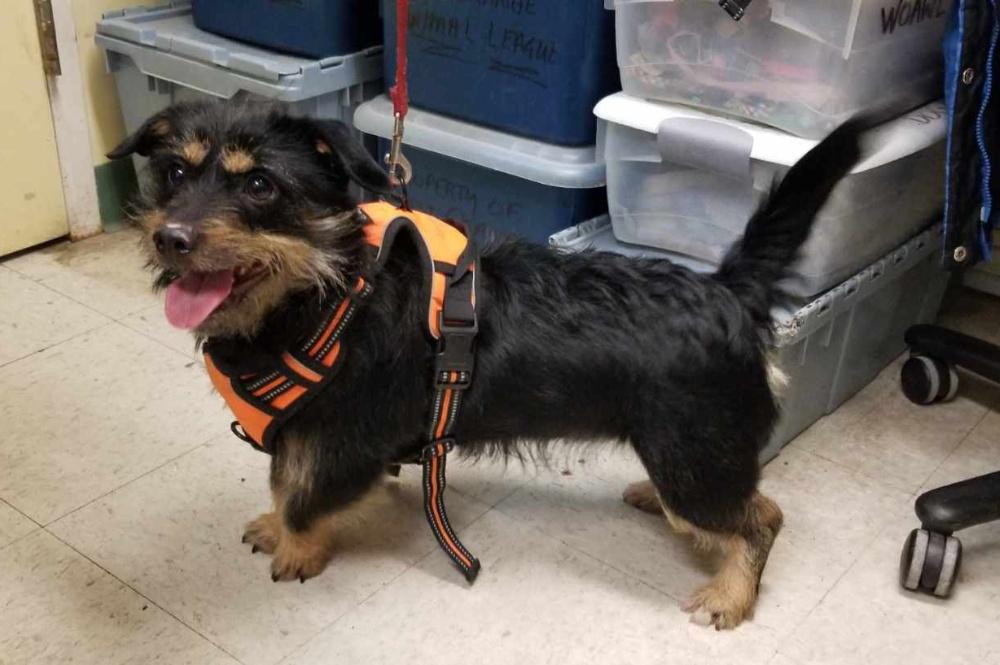 Enlarge COOKIE  (cc#7197), a ADOPTABLE mixed breed in West Orange, NJ image 2/5