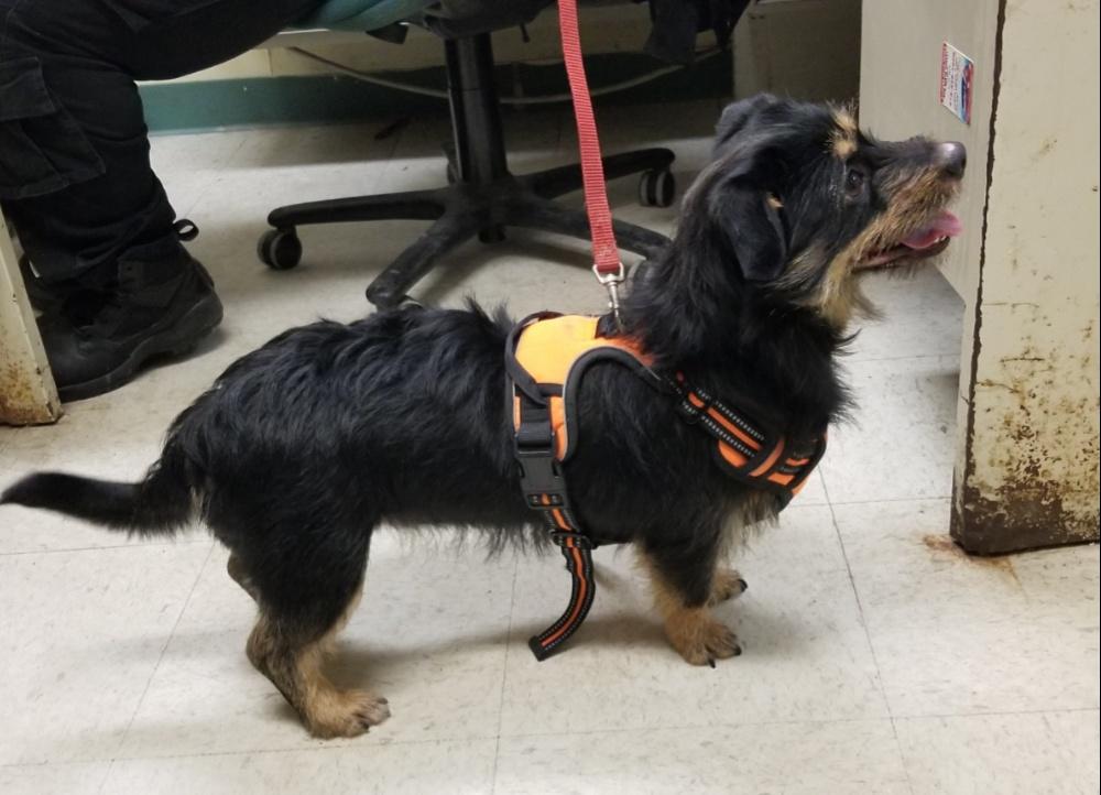 Enlarge COOKIE  (cc#7197), a ADOPTABLE mixed breed in West Orange, NJ image 5/5