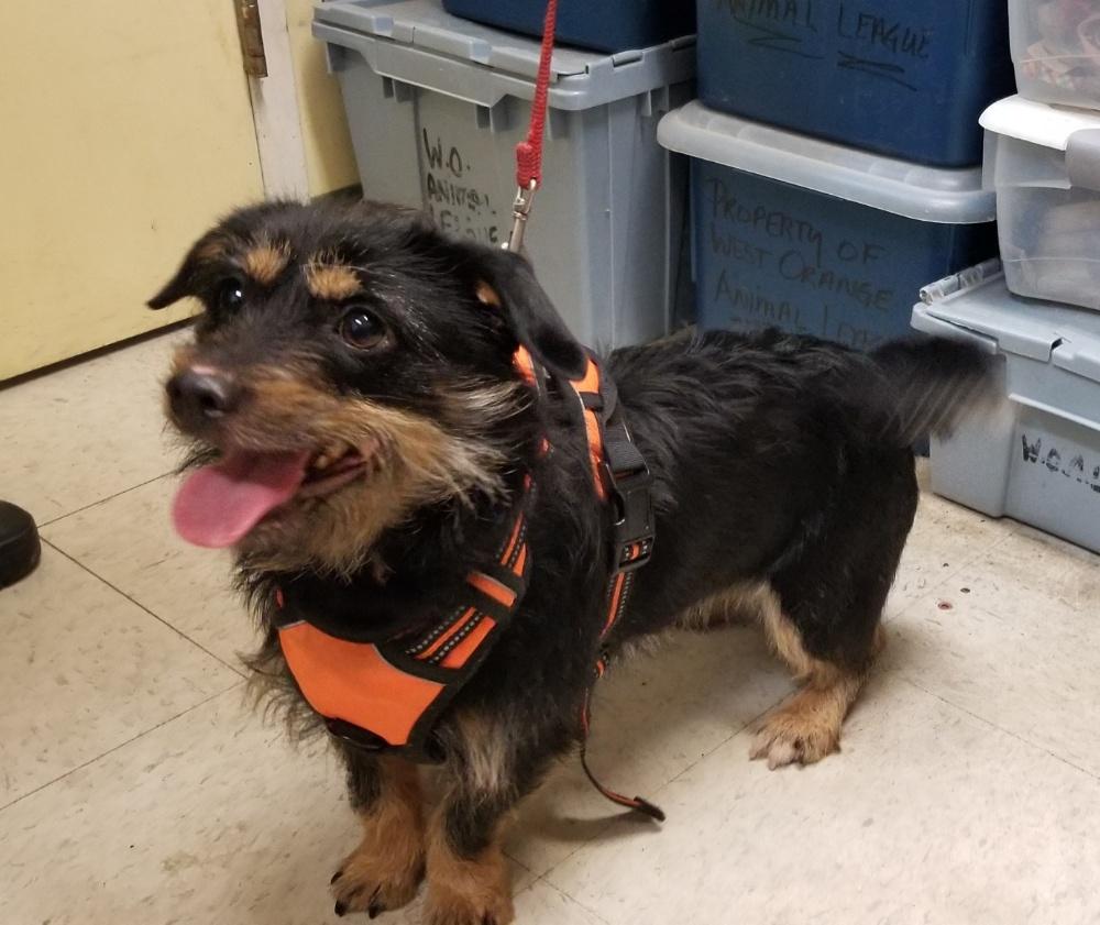 Enlarge COOKIE  (cc#7197), a ADOPTABLE mixed breed in West Orange, NJ image 3/5