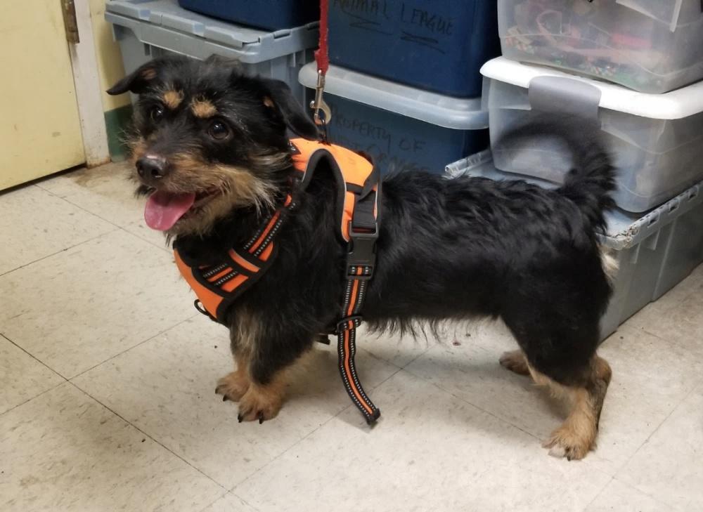 Enlarge COOKIE  (cc#7197), a ADOPTABLE mixed breed in West Orange, NJ image 4/5