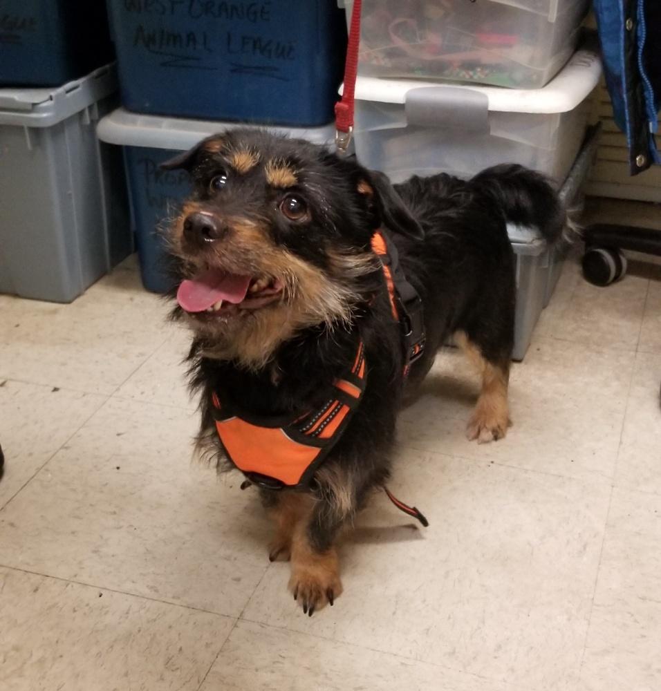 Enlarge COOKIE  (cc#7197), a ADOPTABLE mixed breed in West Orange, NJ image 1/5