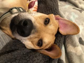 SONNY, Adoptable, Young Male Labrador Retriever.