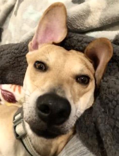 SONNY, Adoptable, Young Male Labrador Retriever.