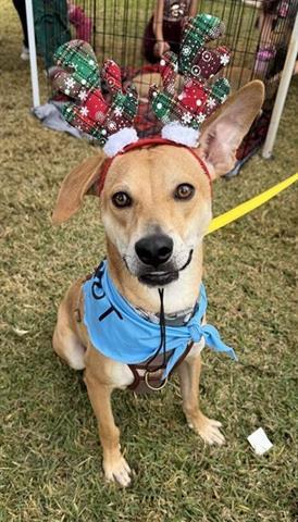 Enlarge SONNY, a Adoptable Labrador Retriever in Houston, TX image 1/1