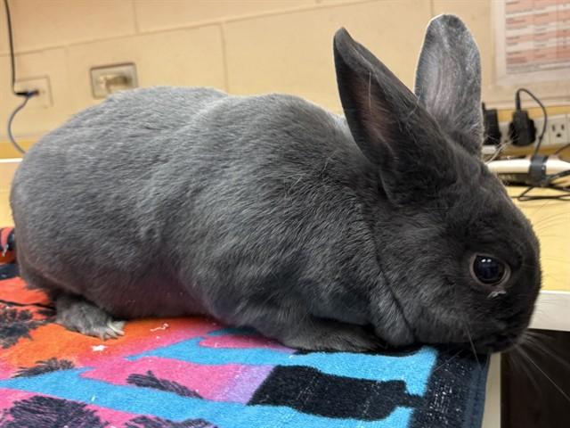 DUSKY, Adoptable, Adult Male Rex.