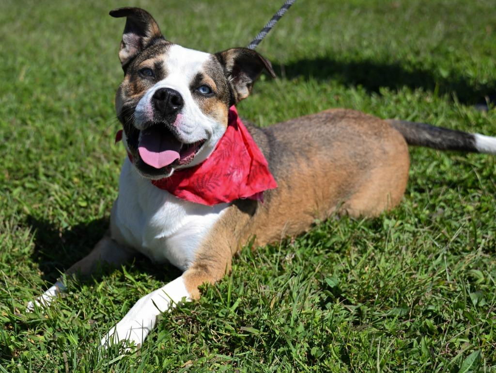 Enlarge Huckleberry, a Adoptable Pit Bull Terrier in Christiansburg, VA image 1/6