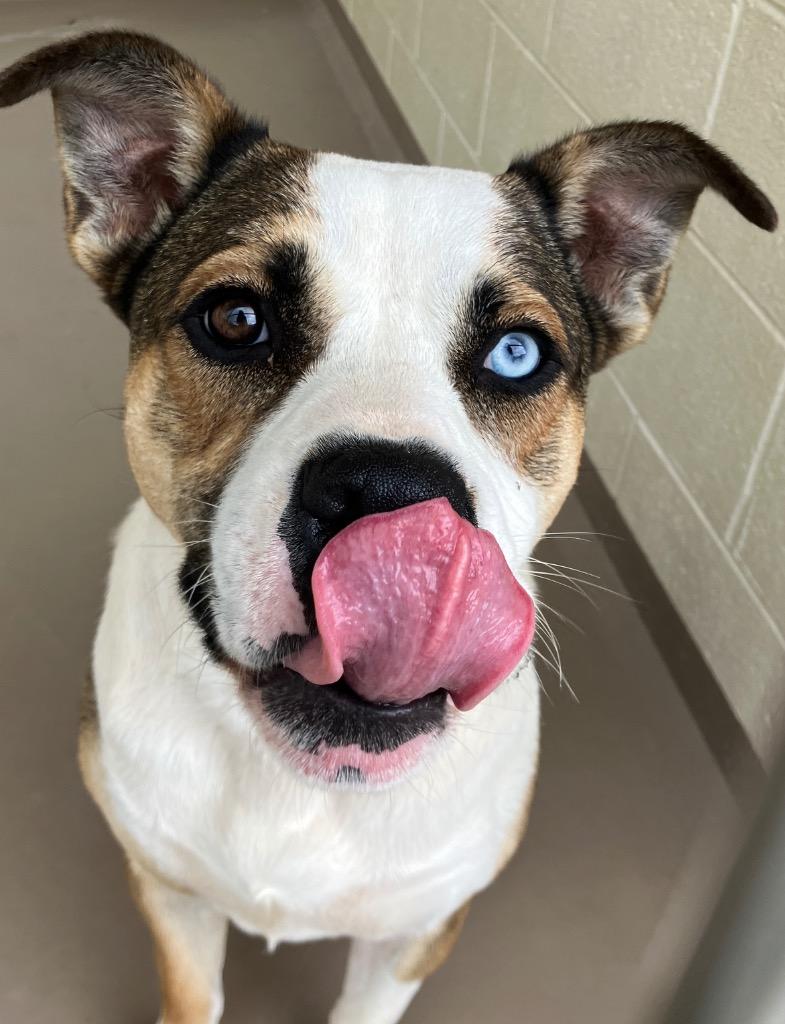 Enlarge Huckleberry, a Adoptable Pit Bull Terrier in Christiansburg, VA image 2/6