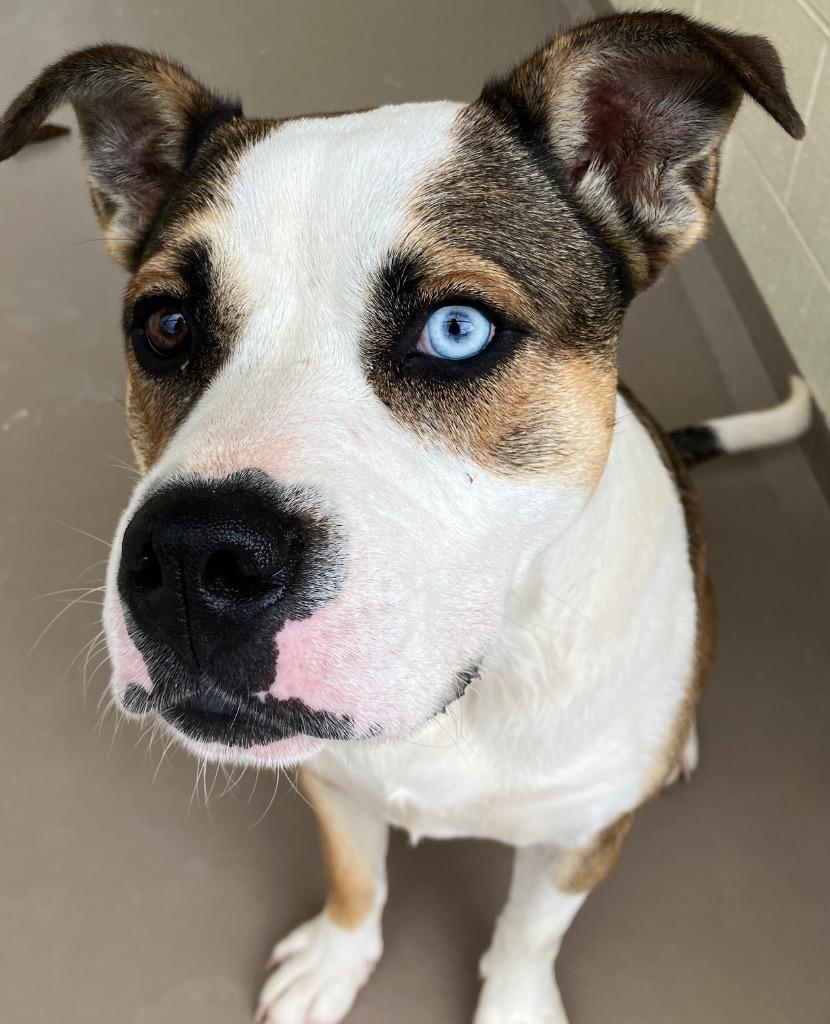 Enlarge Huckleberry, a Adoptable Pit Bull Terrier in Christiansburg, VA image 3/6