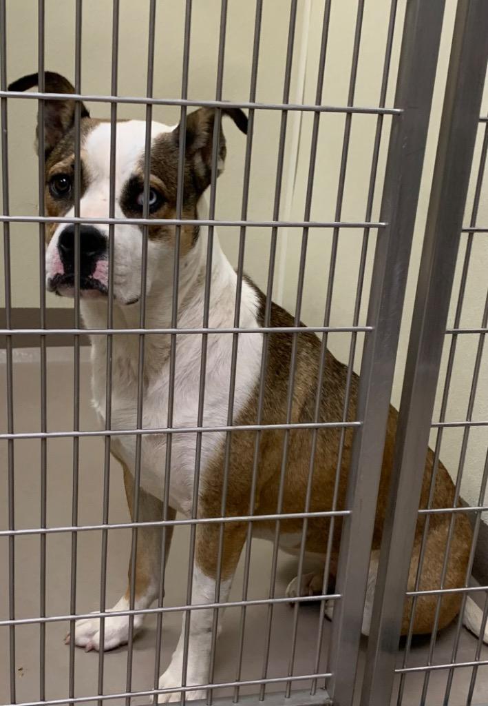 Enlarge Huckleberry, a Adoptable Pit Bull Terrier in Christiansburg, VA image 4/6