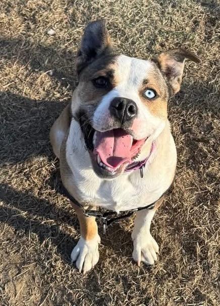 Enlarge Huckleberry *Sponsored Adoption, a Adoptable Pit Bull Terrier in Christiansburg, VA image 5/6