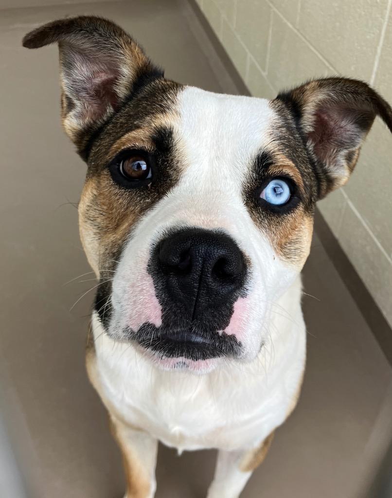 Enlarge Huckleberry, a Adoptable Pit Bull Terrier in Christiansburg, VA image 6/6