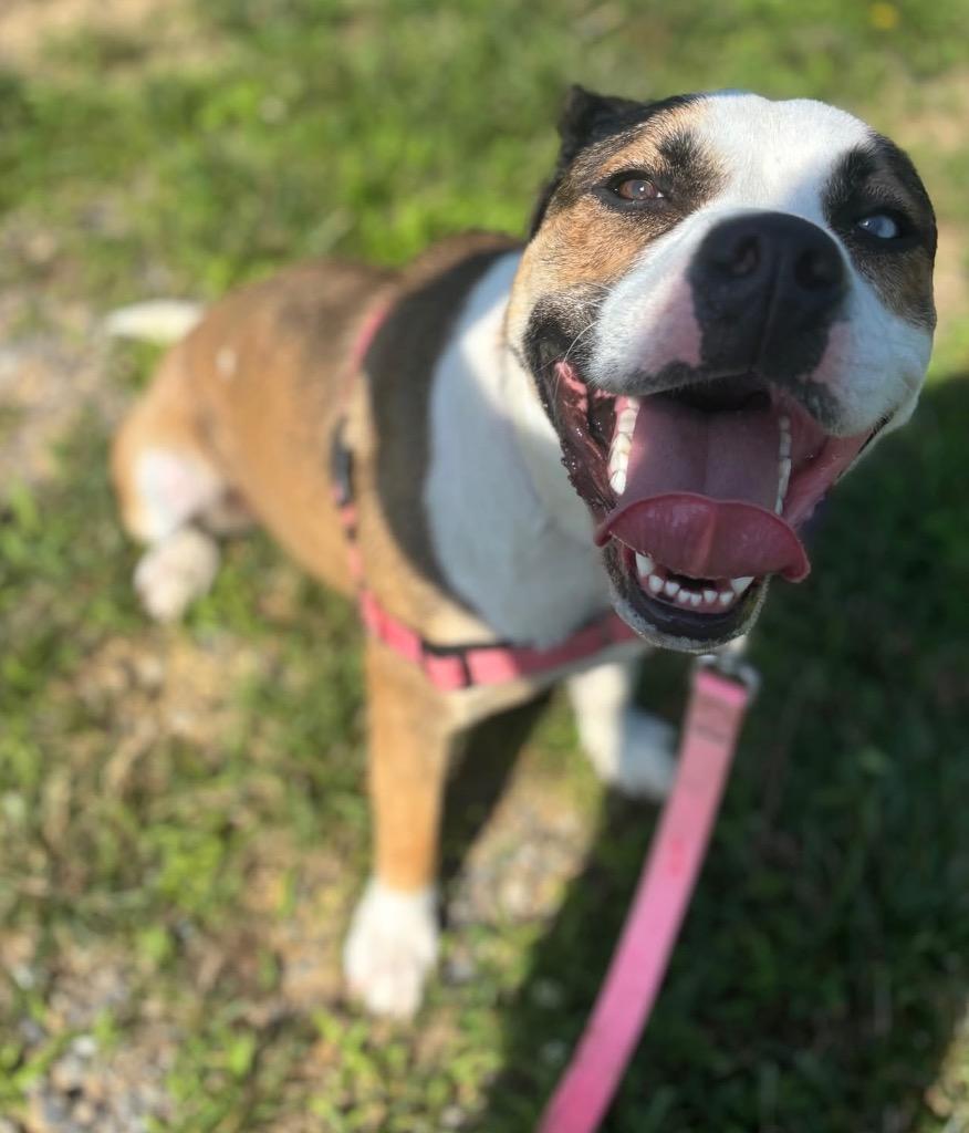 Enlarge Huckleberry *Sponsored Adoption, a Adoptable Pit Bull Terrier in Christiansburg, VA image 4/6