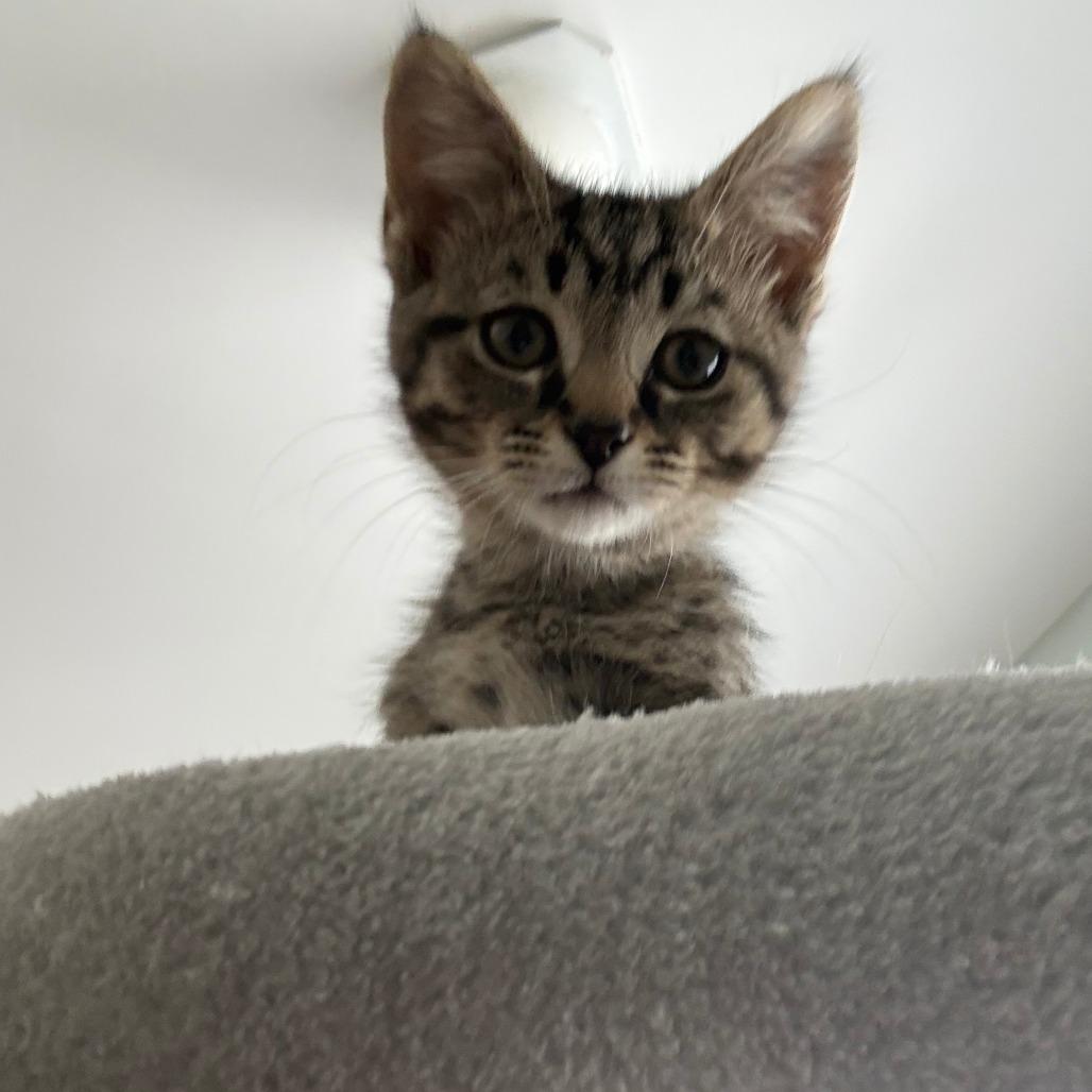 Loafer, Adoptable, Kitten Male Domestic Short Hair.