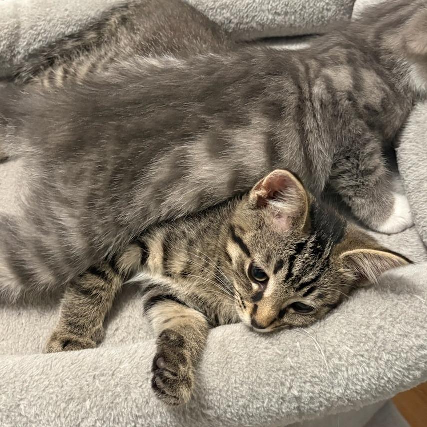 Enlarge Loafer, a Adoptable Domestic Short Hair in Evanston, IL image 3/4