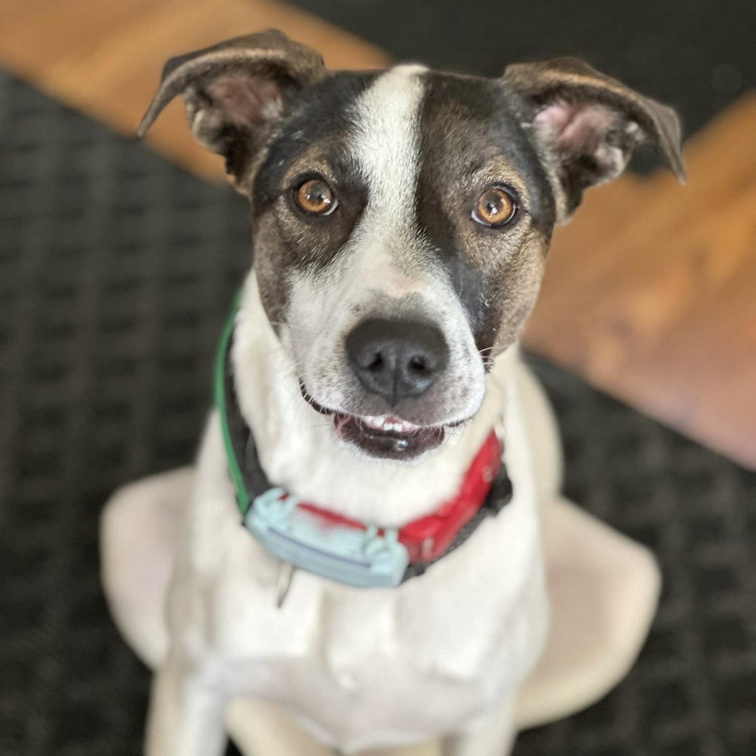 Zoe, a Adoptable mixed breed in Markham, ON image 4/6