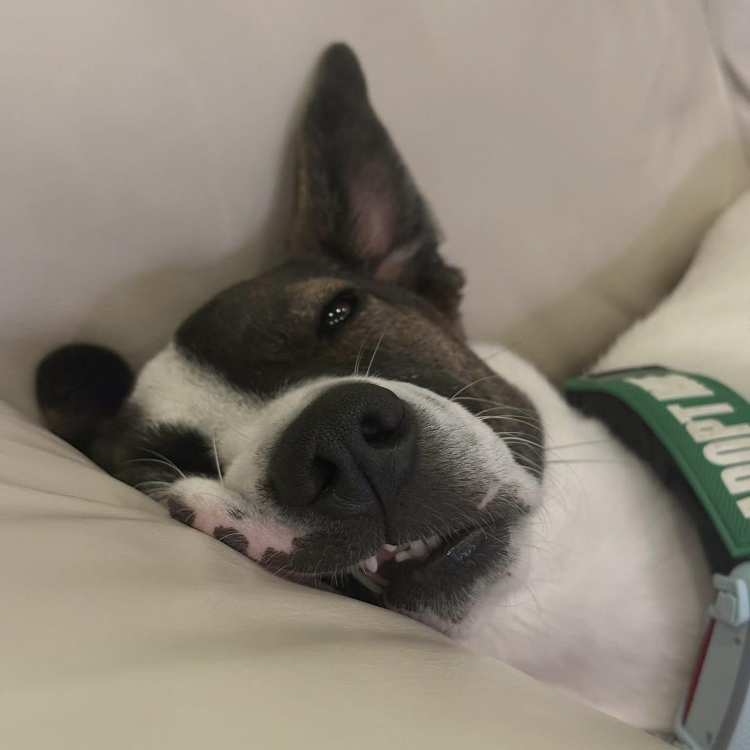 Zoe, Adoptable, Young Female Mixed Breed & Pointer.