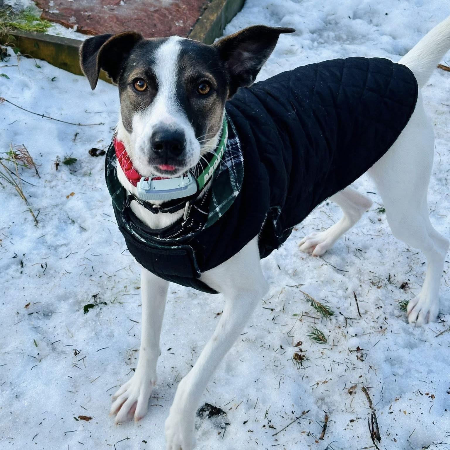 Zoe, a Adoptable mixed breed in Markham, ON image 3/6