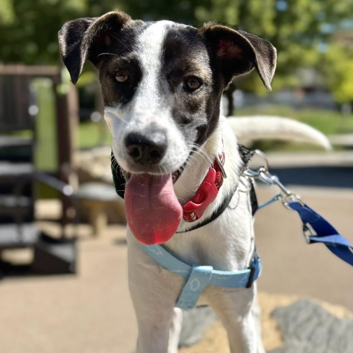 Zoe, a Adoptable mixed breed in Markham, ON image 5/6