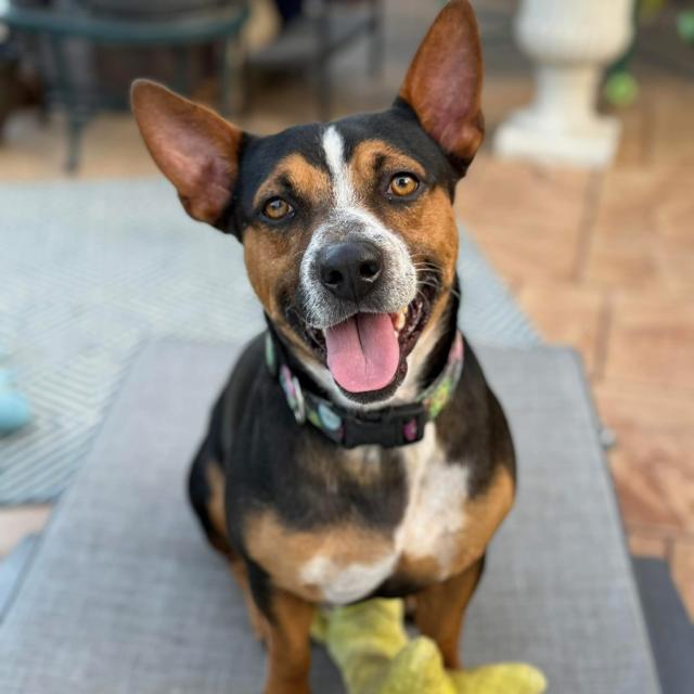 Enlarge Brody, a ADOPTABLE mixed breed in Humble, TX image 1/3