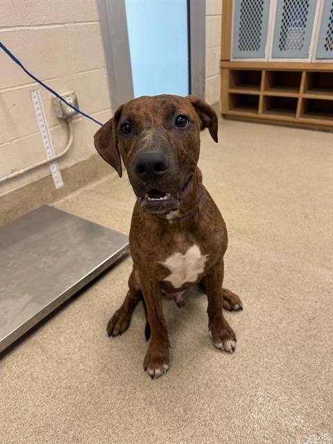 IKE, Adoptable, Young Male Plott Hound & Mixed Breed.