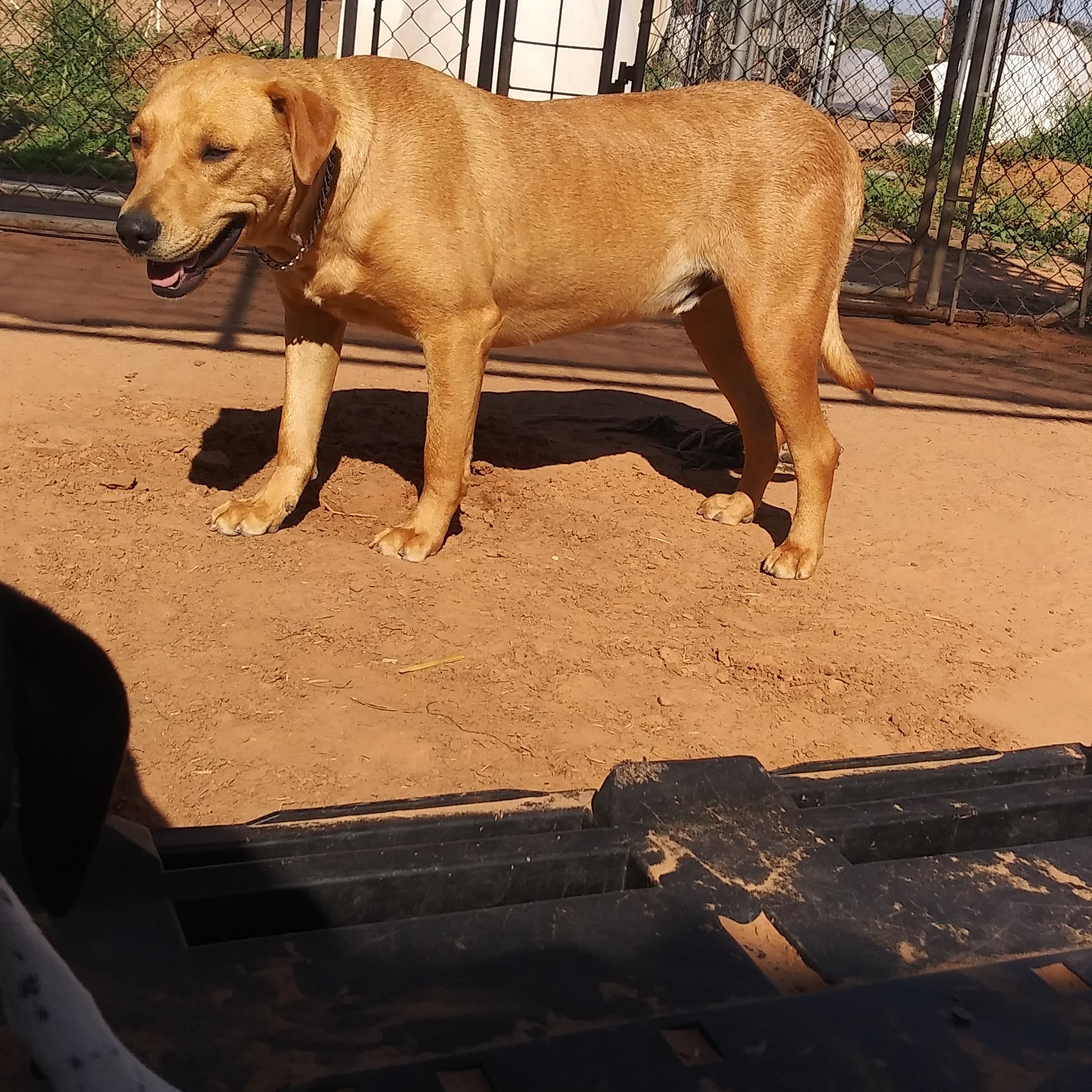 Enlarge Fynn, a Adoptable mixed breed in Anton, TX image 1/1