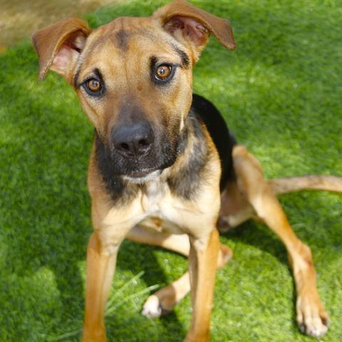 Enlarge Nyla, a Adoptable mixed breed in Hopkinton, MA image 1/3