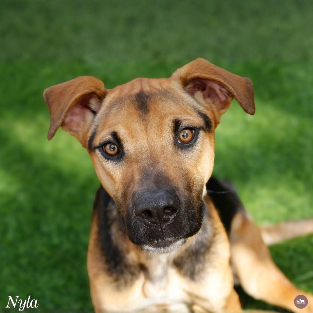 Enlarge Nyla, a Adoptable mixed breed in Hopkinton, MA image 2/3