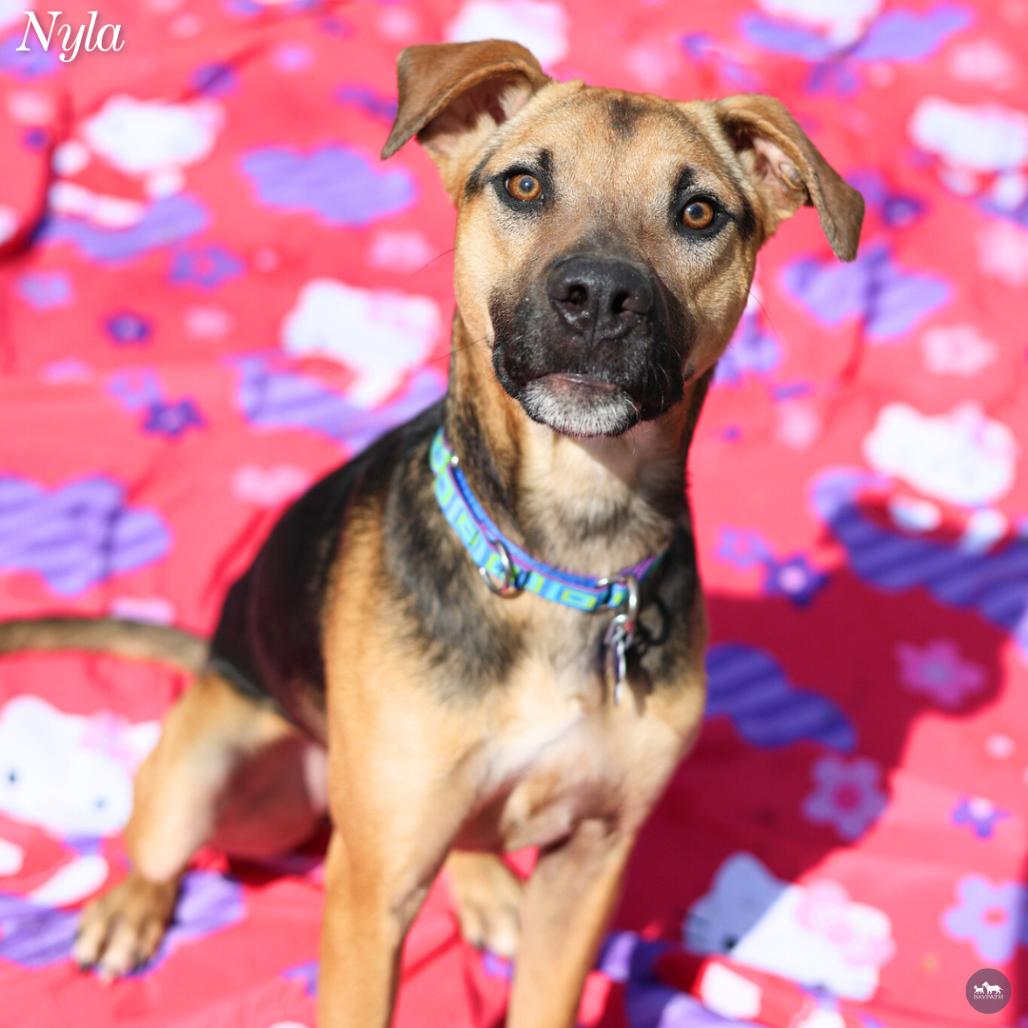 Enlarge Nyla, a Adoptable mixed breed in Hopkinton, MA image 3/3