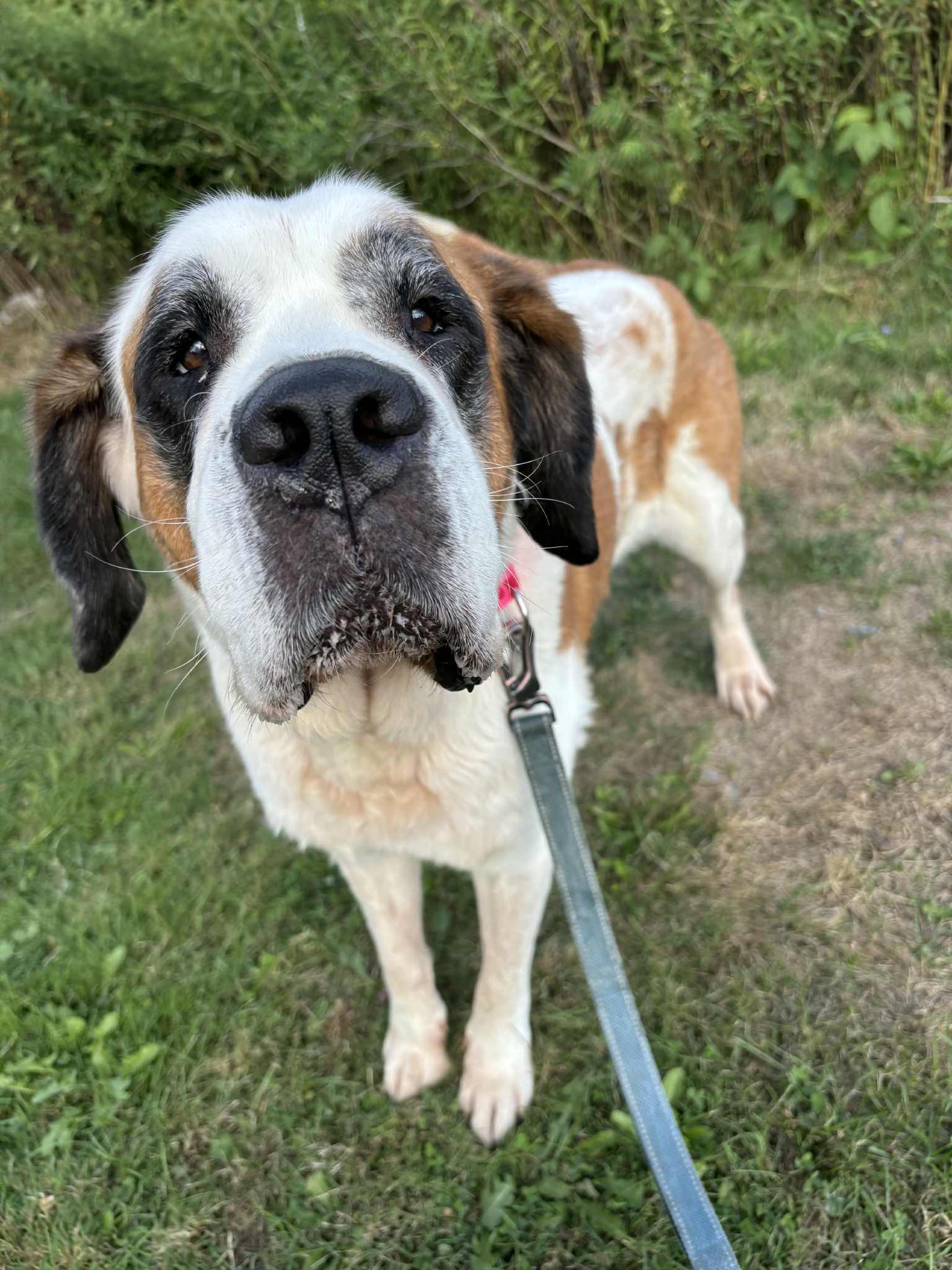 Allie, a Adoptable mixed breed in Altoona, PA image 5/5