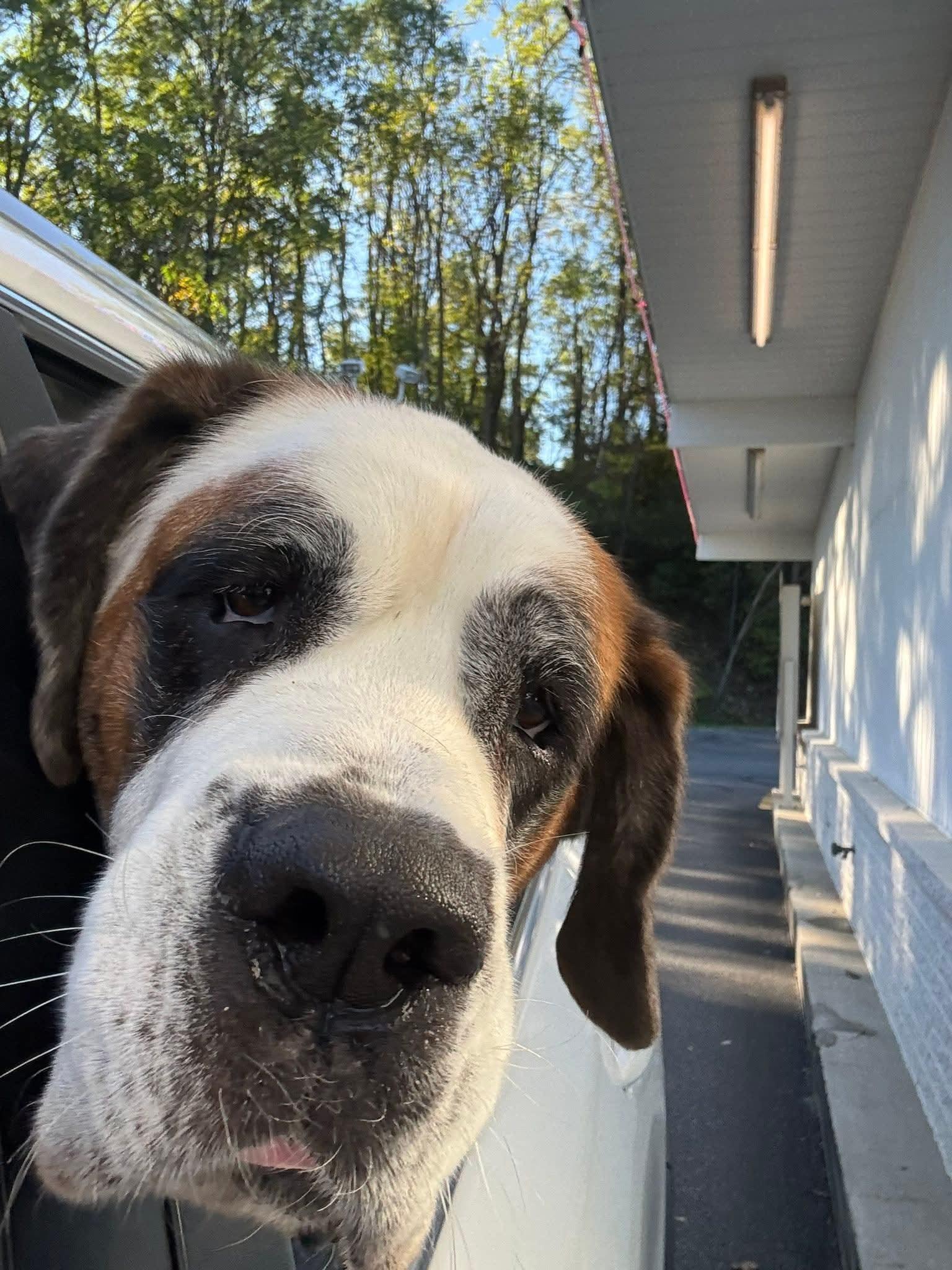 Allie, Adoptable, Adult Female Saint Bernard.