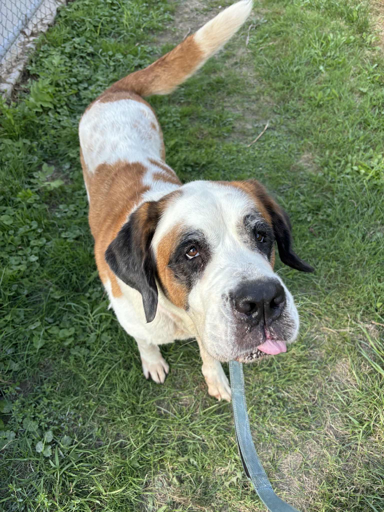 Allie, a Adoptable mixed breed in Altoona, PA image 2/5