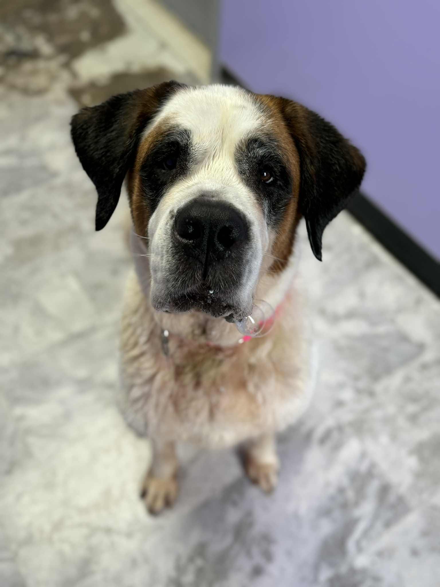 Allie, a Adoptable mixed breed in Altoona, PA image 3/5