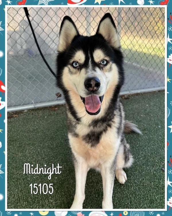 Midnight (53), Adoptable, Adult Male Siberian Husky.