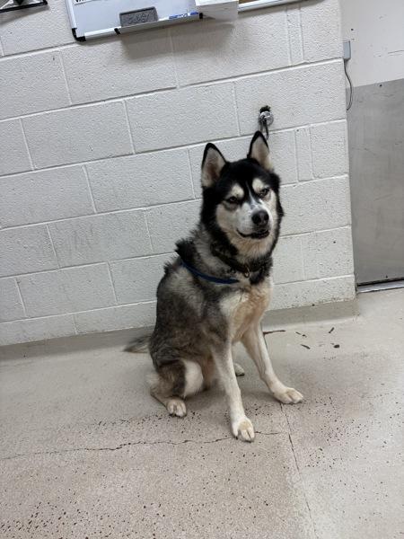 Midnight (53), Adoptable, Adult Male Siberian Husky.