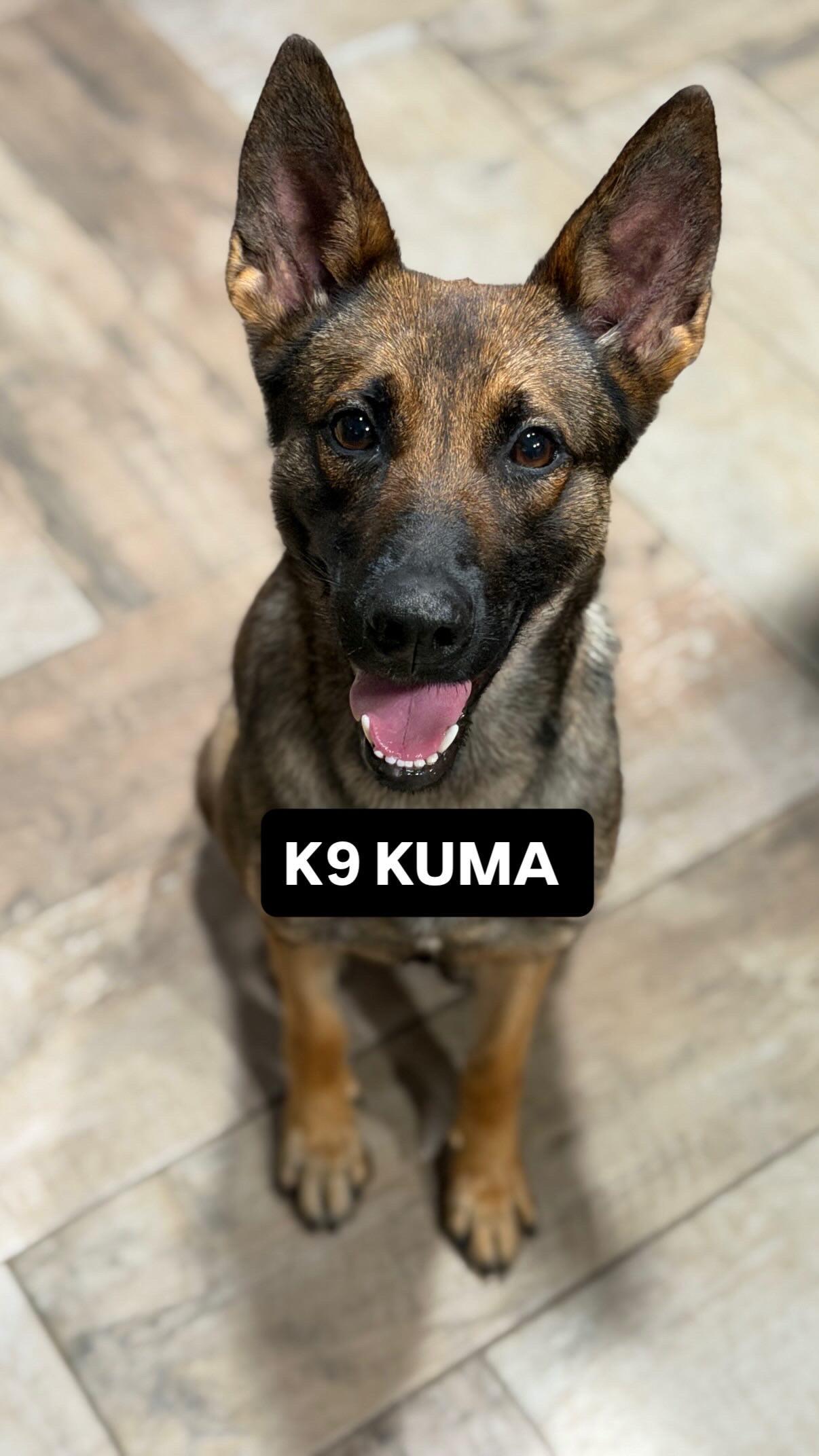 Enlarge Kuma, an adopted mixed breed in Port Saint Lucie, FL image 5/6