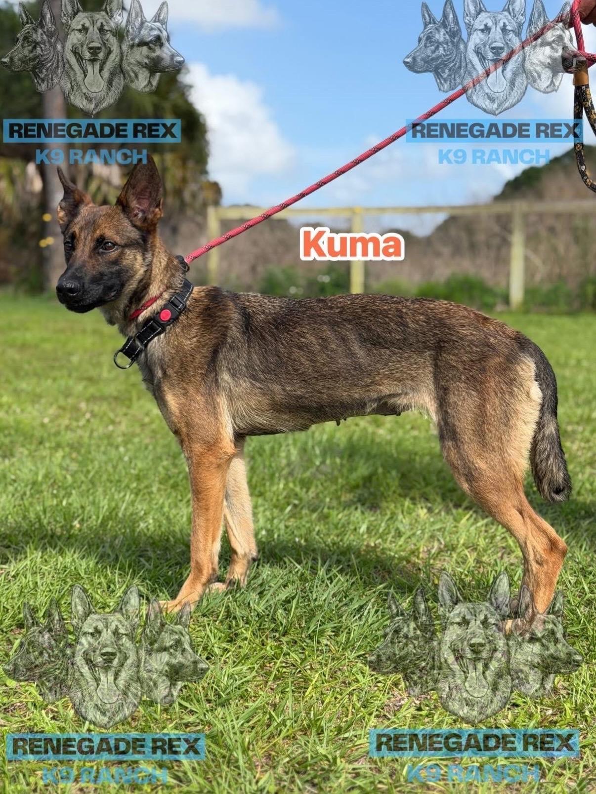 Enlarge Kuma, an adopted mixed breed in Port Saint Lucie, FL image 1/6