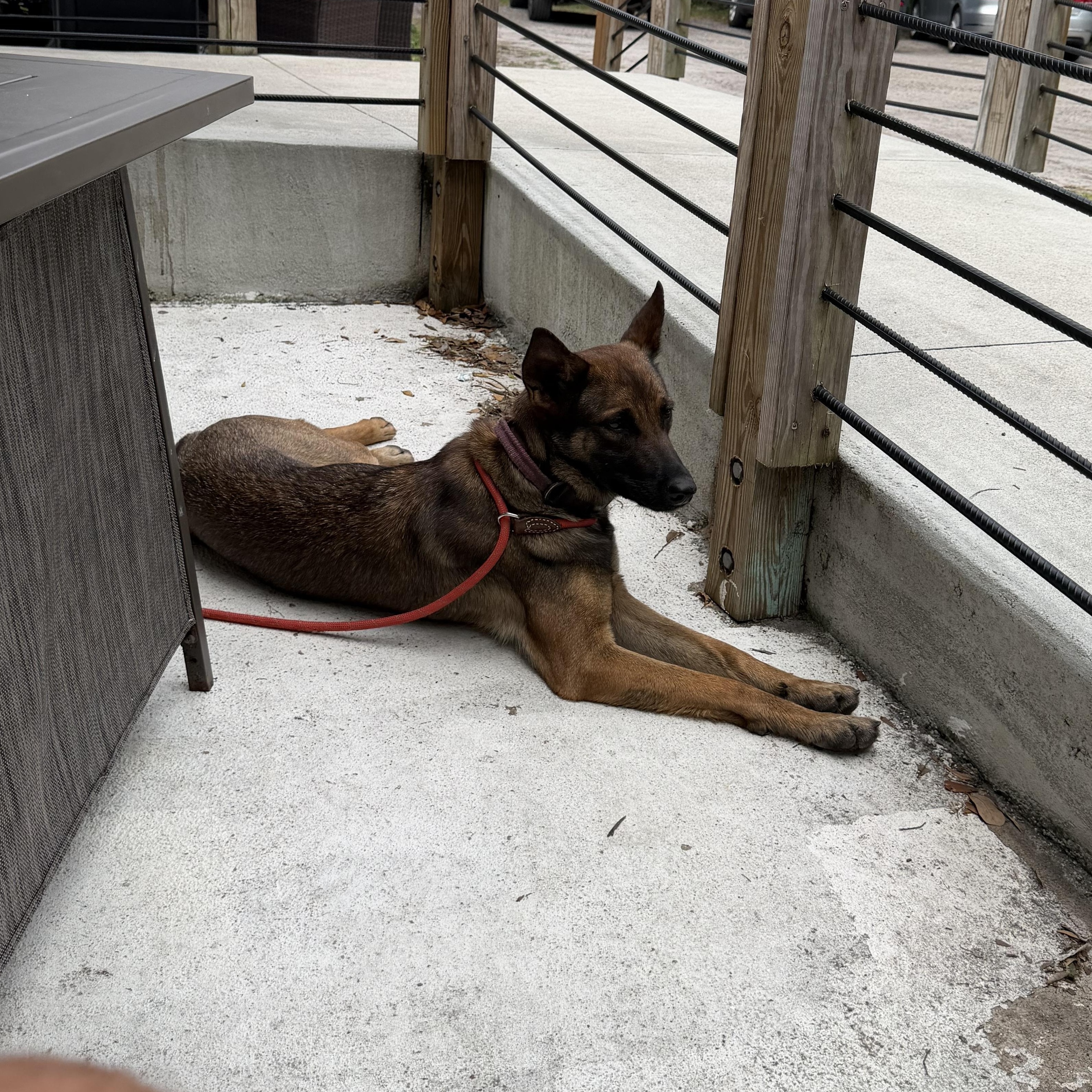 Enlarge Kuma, an adopted mixed breed in Port Saint Lucie, FL image 3/6