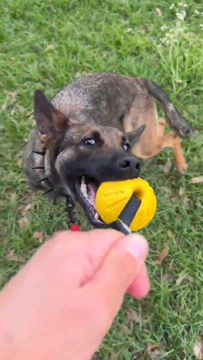 Enlarge Kuma, an adopted mixed breed in Port Saint Lucie, FL video 4/6