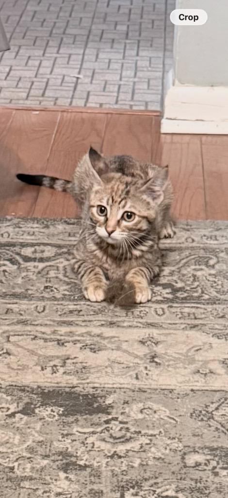 Enlarge Brienne, a Adoptable mixed breed in Claremore, OK image 1/3