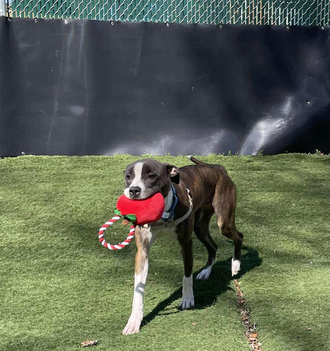 Fidget, Adoptable, Adult Female Mixed Breed.