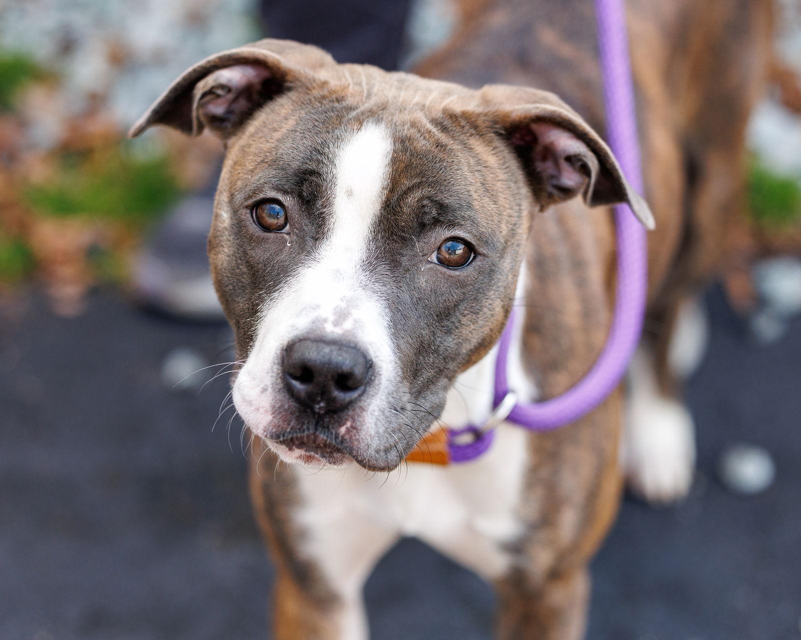 Fidget, a Adoptable Mixed Breed in Durham, NC image 2/3