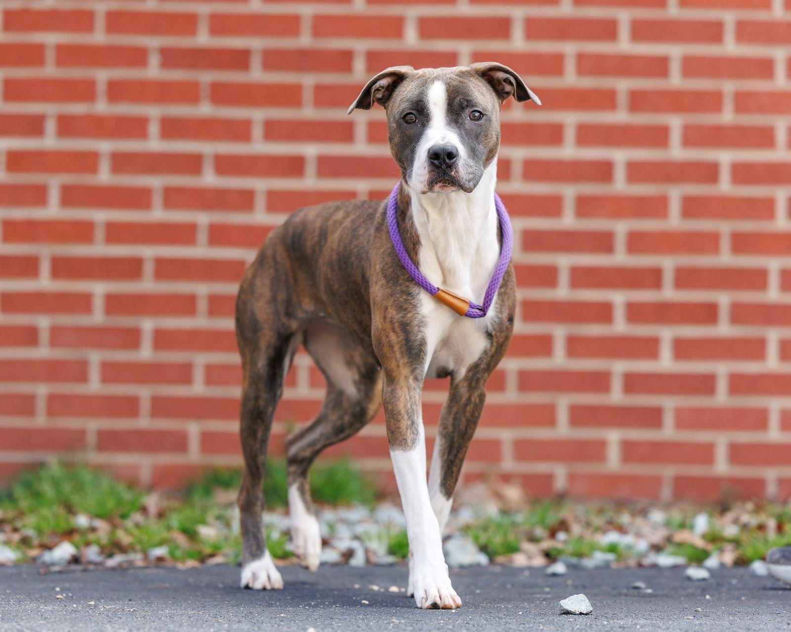 Fidget, a Adoptable Mixed Breed in Durham, NC image 3/3