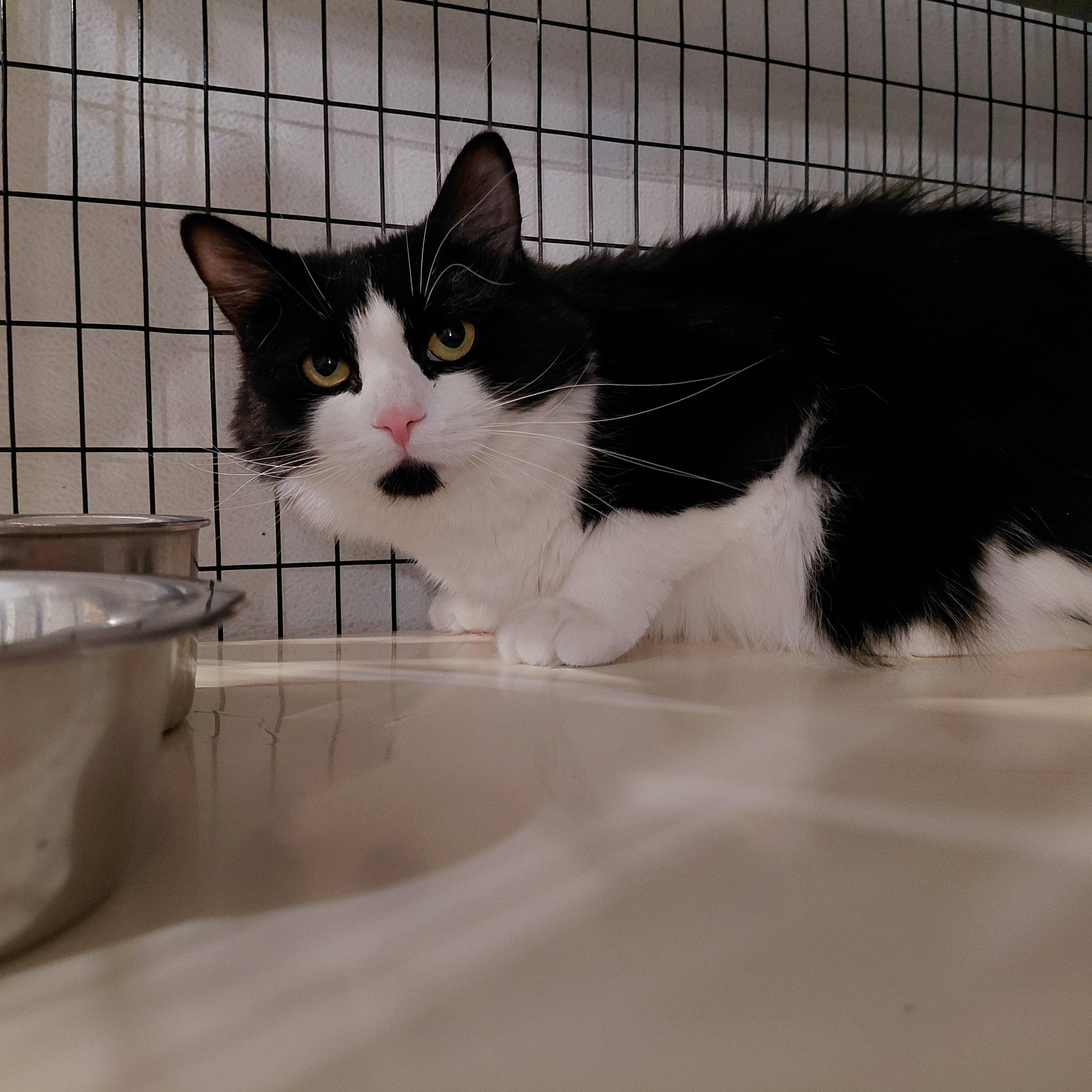 Enlarge Ava, a ADOPTABLE Domestic Long Hair in Littleton, NH image 4/6