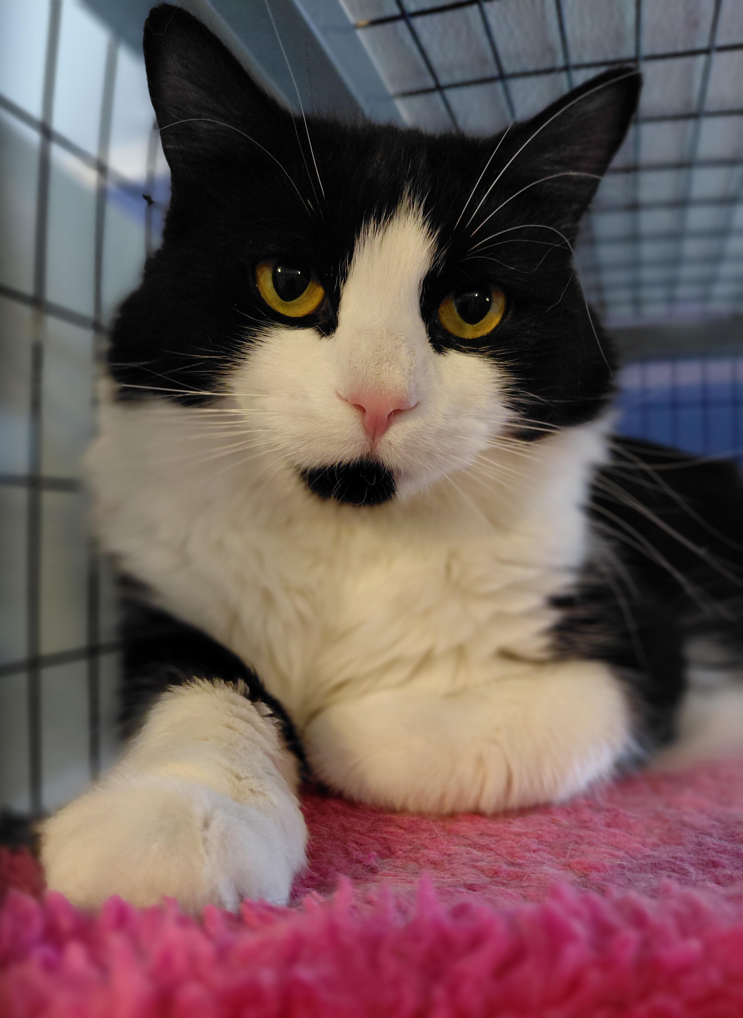 Enlarge Ava, a ADOPTABLE Domestic Long Hair in Littleton, NH image 1/6