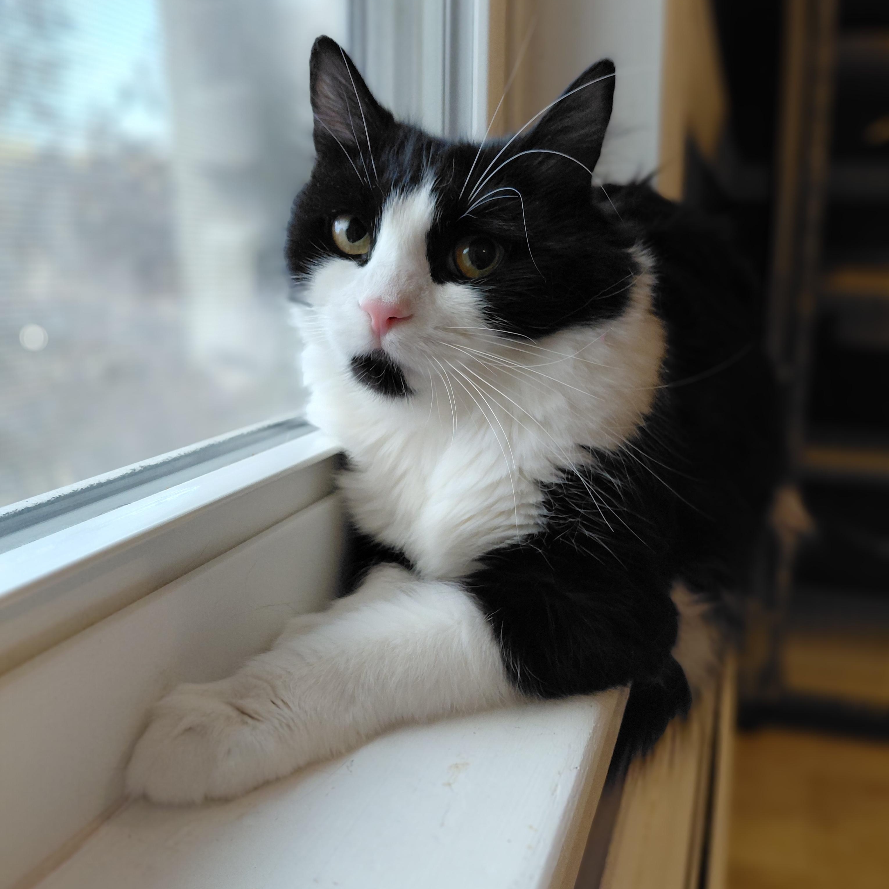 Enlarge Ava, a ADOPTABLE Domestic Long Hair in Littleton, NH image 3/6
