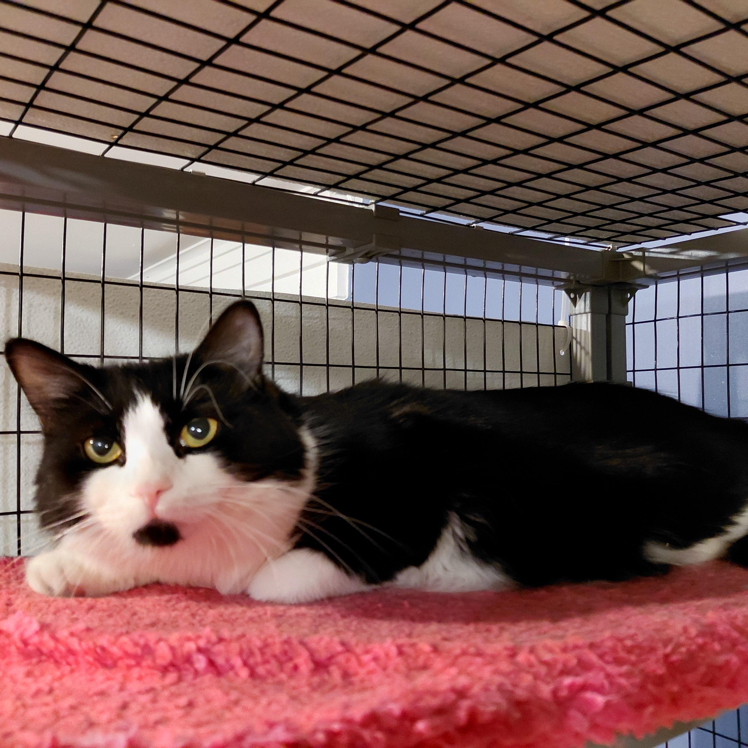 Enlarge Ava, a ADOPTABLE Domestic Long Hair in Littleton, NH image 5/6