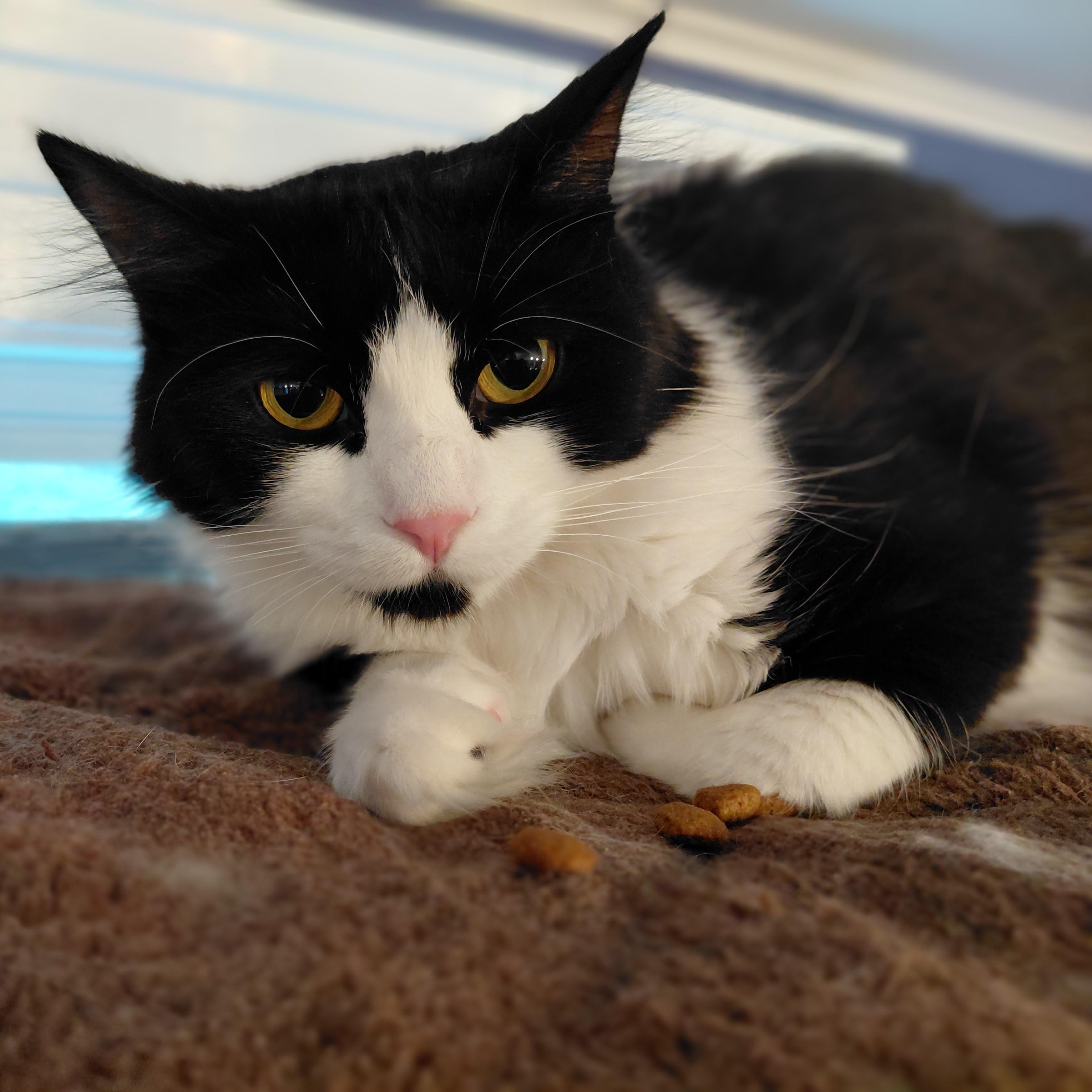 Enlarge Ava, a ADOPTABLE Domestic Long Hair in Littleton, NH image 6/6